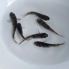 激シブ★メダカ★御影の画像