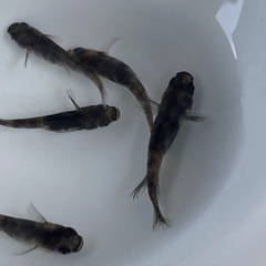 激シブ★メダカ★御影の画像