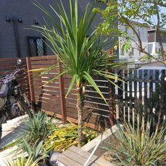 ドライガーデンセットドラセナ　ニオイシュロラン　特大　ダブルヘッドの画像