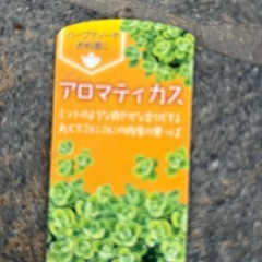 アロマティカス
の画像