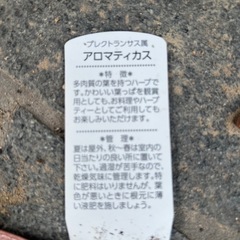 アロマティカス
の画像