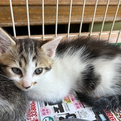 子猫あげます(キジトラ)
