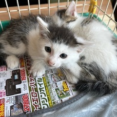 子猫あげます(カツラのような柄)