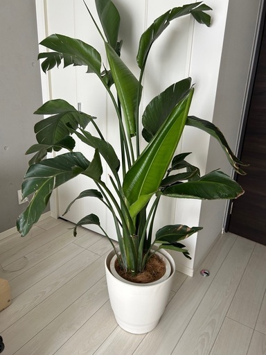 観葉植物　オーガスタ