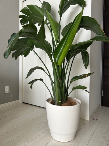 観葉植物　オーガスタ　