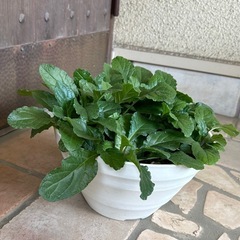 アジュガ① 花色ピンクの画像