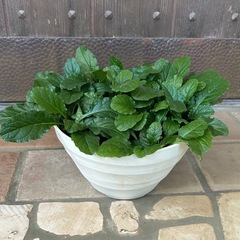 アジュガ① 花色ピンクの画像