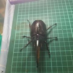 ネプチューンオオカブトの画像