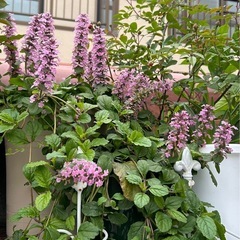 アジュガ① 花色ピンクの画像