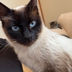 元野良猫のシャムちゃん
