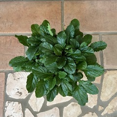 アジュガ② 花色ピンクの画像