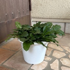 アジュガ② 花色ピンクの画像