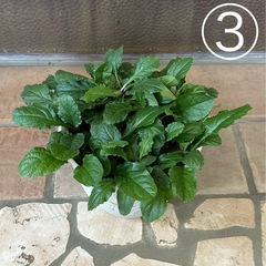 アジュガ③ 花色ピンク