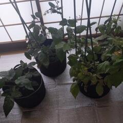 相談中値下げします　ベリー苗