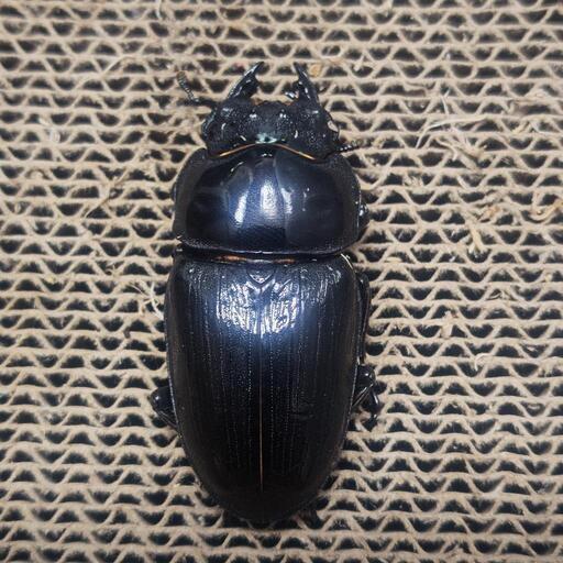オオクワガタ能勢YG♀単品55.2ミリ (marux) 小倉のその他の中古