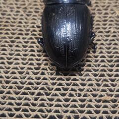 オオクワガタ　能勢YG　♀単品　55.2ミリの画像