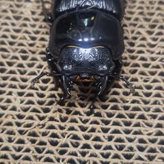 オオクワガタ　能勢YG　♀単品　55.2ミリの画像