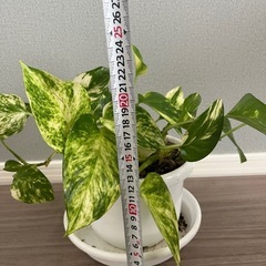 観葉植物　ポトスの画像