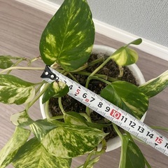 観葉植物　ポトスの画像