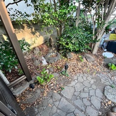 石や樹木の画像