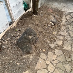 石や樹木の画像