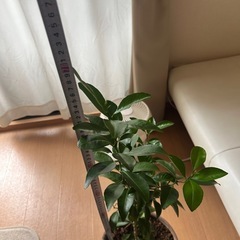 シークワーサーの苗木（三年もの）の画像