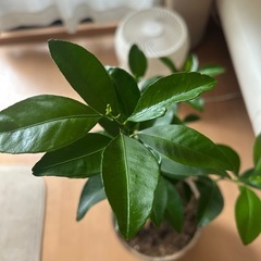 シークワーサーの苗木（三年もの）の画像