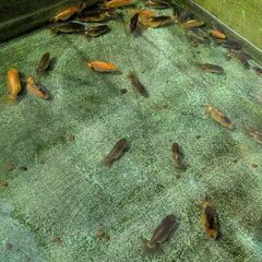 金魚　ランチュウの黒子の画像