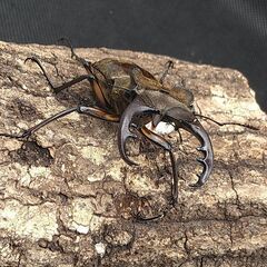 国産ミヤマクワガタ♂♀ペア7-1の画像