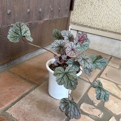 ヒューケラ① グリーングレーの画像