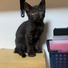 ★里親様✨募集致します★2025/4/21産・若葉ちゃん※7/1...