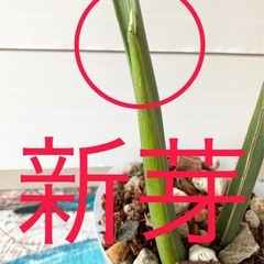 【値下可能】　激レア　斑入り　モンステラデリシオーサ　ホワイトティアーズの画像