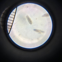 ゾウリムシ　500ml弱　（稚魚のエサに）の画像
