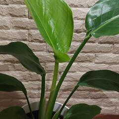観葉植物　ストレリチアオーガスタの画像