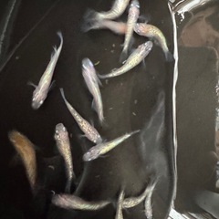 メダカ　ラメメダカミックス　強ラメの画像