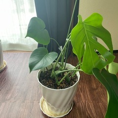 【観葉植物】モンステラ【９月末で締め切ります】の画像