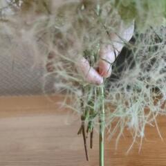 アナベル　ストークツリー　もくもく　花　紫陽花の画像