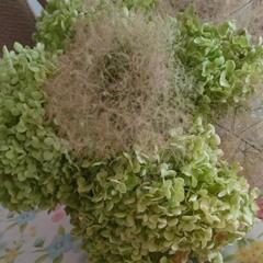 アナベル　ストークツリー　もくもく　花　紫陽花の画像