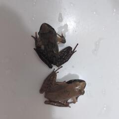 天然採取個体。アカガエル2匹セット。の画像