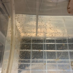オオミジンコの画像