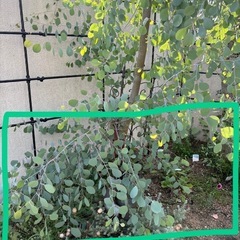 ポポラスの枝の画像