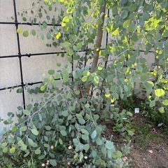 ポポラスの枝の画像