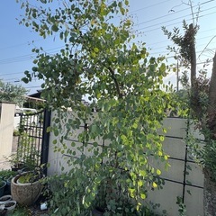 ポポラスの枝の画像