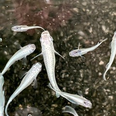 メダカ　幹之（みゆき）フルボディ10匹の画像