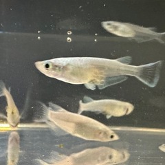 メダカ　幹之（みゆき）フルボディ10匹の画像
