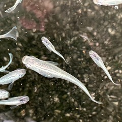 メダカ　幹之（みゆき）フルボディ10匹の画像