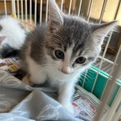 子猫あげます(ブルー)