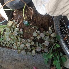 残土と植物の画像