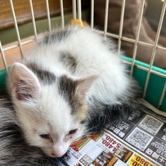 子猫あげます(豆大福)ヒョウ柄