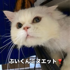 人が大好きです🐾白い美猫さん